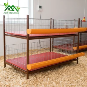 Boiler chicken digital cage with 2 floors